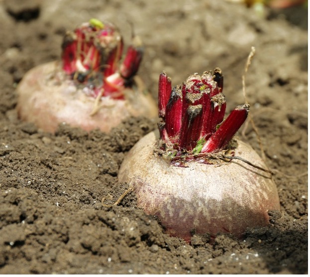 Brown soil crowds around beet tops as regrowth appears on the beet tops.
