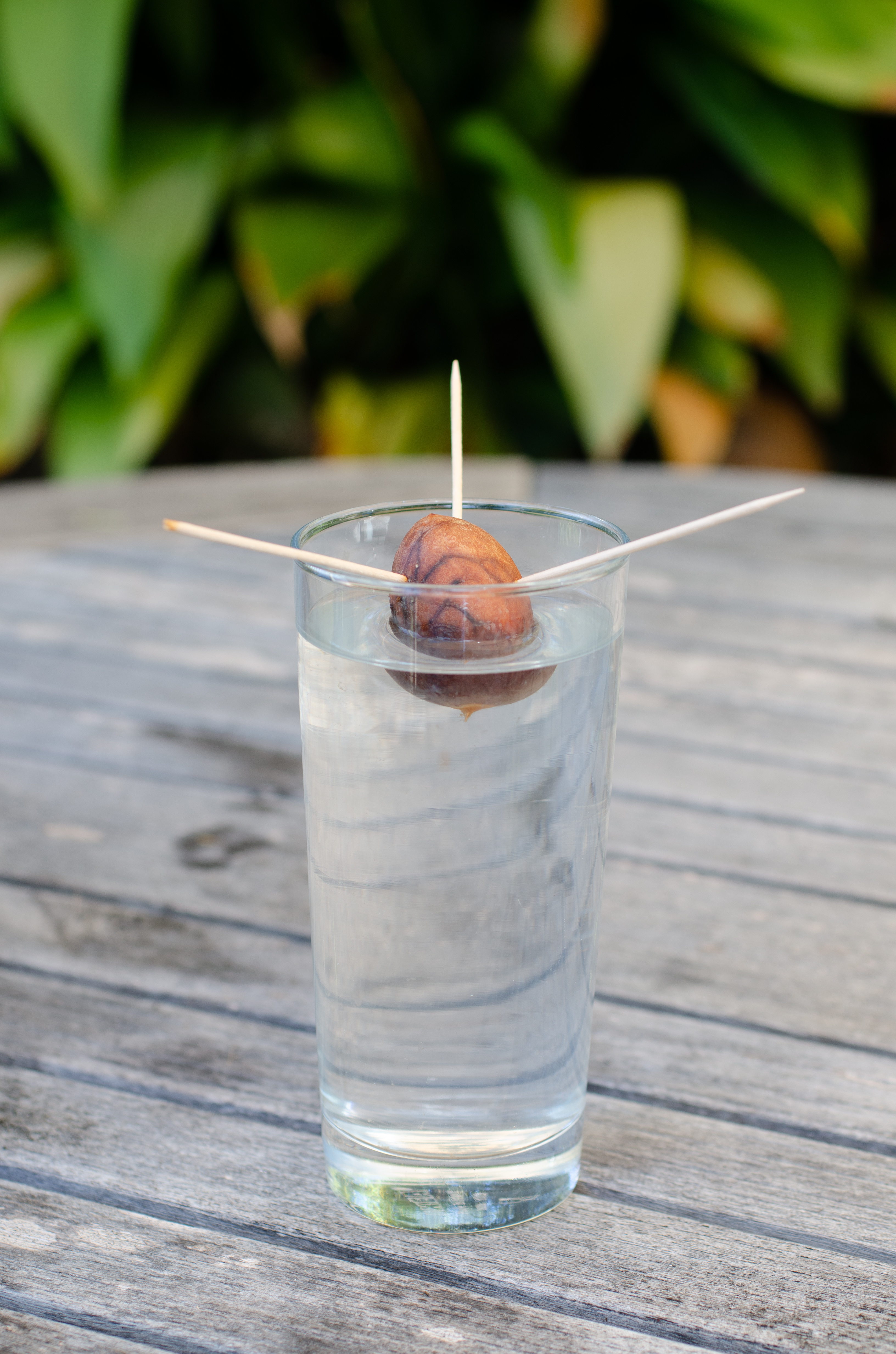The pit of an avocado suspended in a glass of water as it is held up by three toothpicks on each side of it.