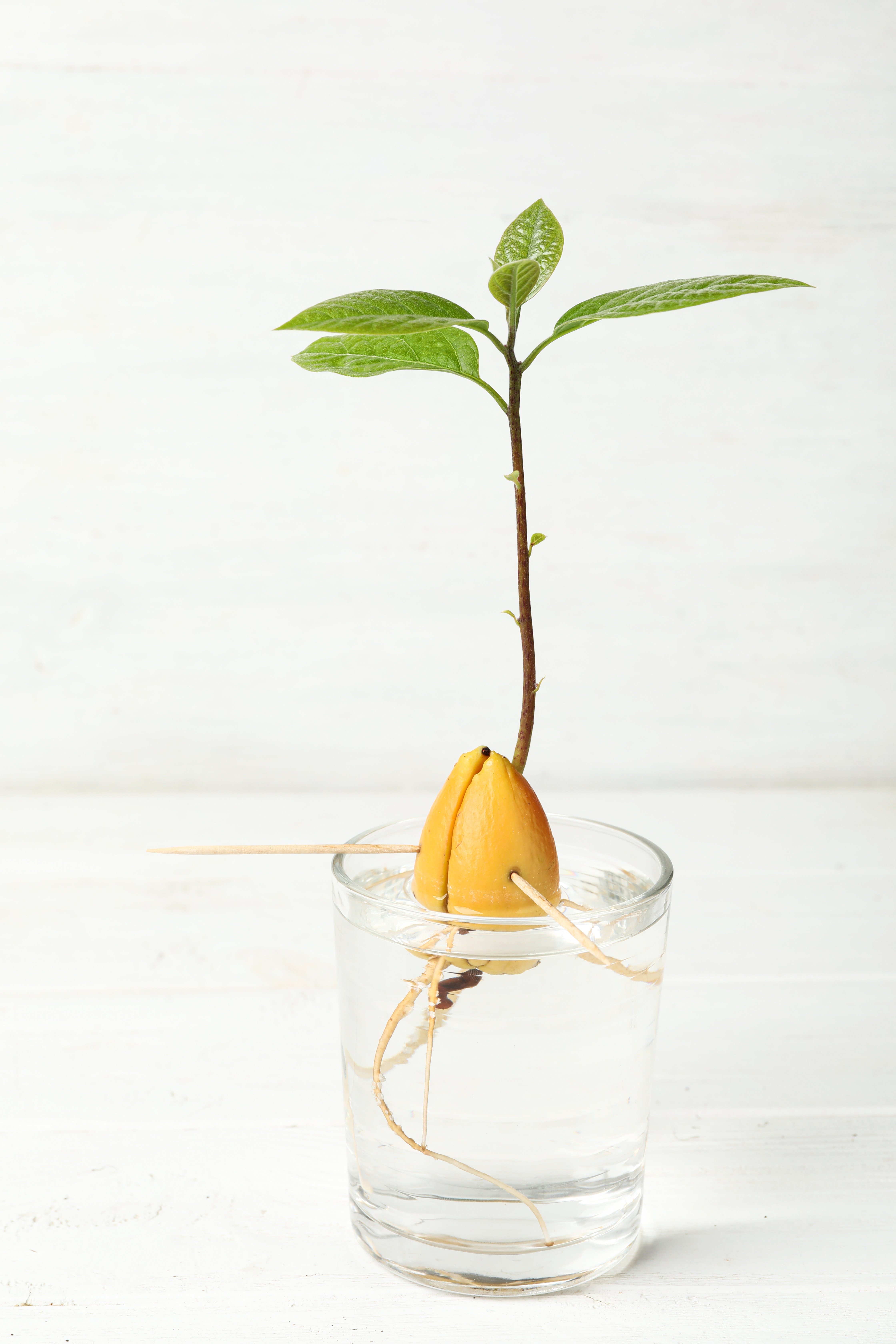 The pit of an avocado that is suspended in water now has a small leaf growing from the top of it.
