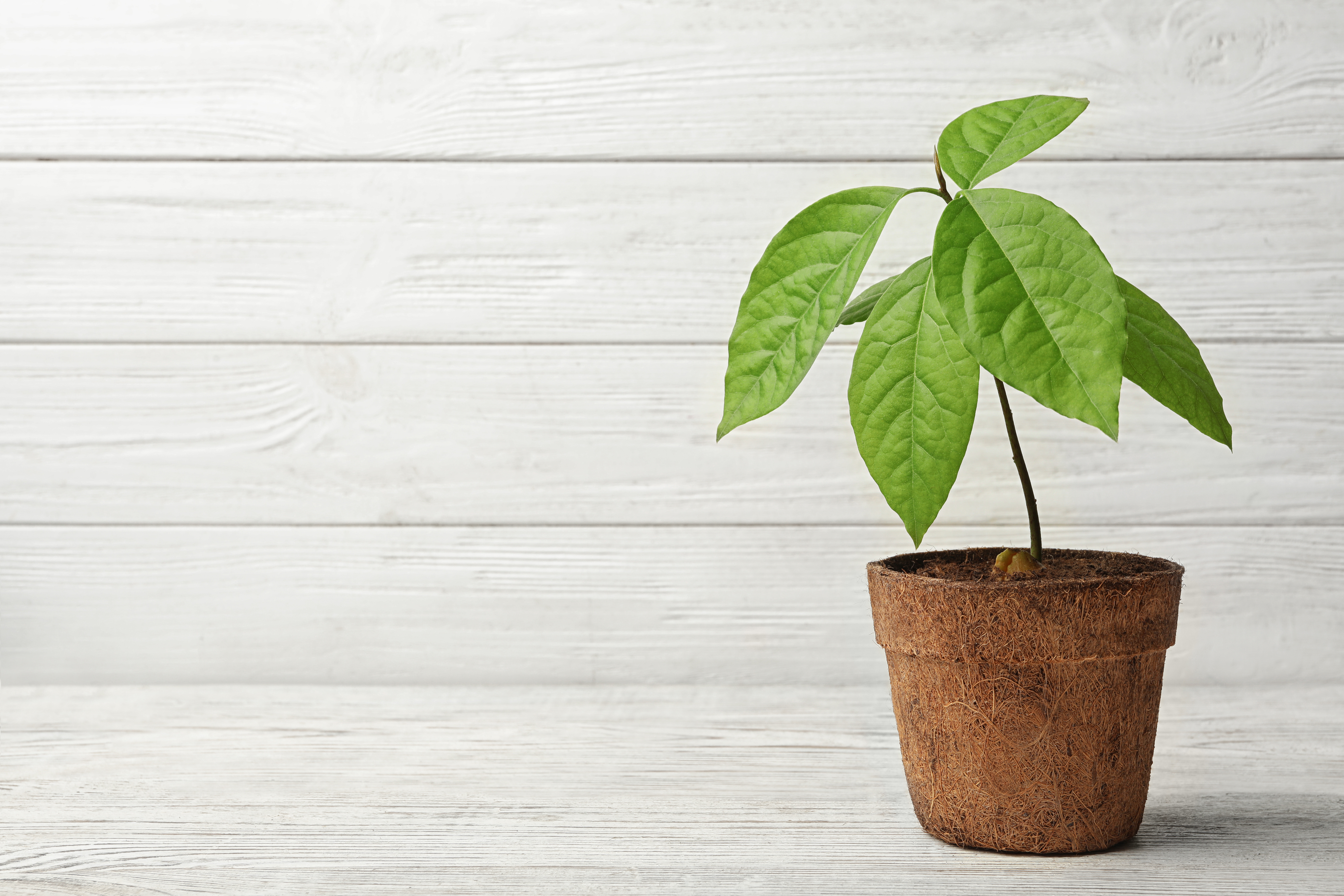 A brown pot with a small avocado tree growing from the top of it.