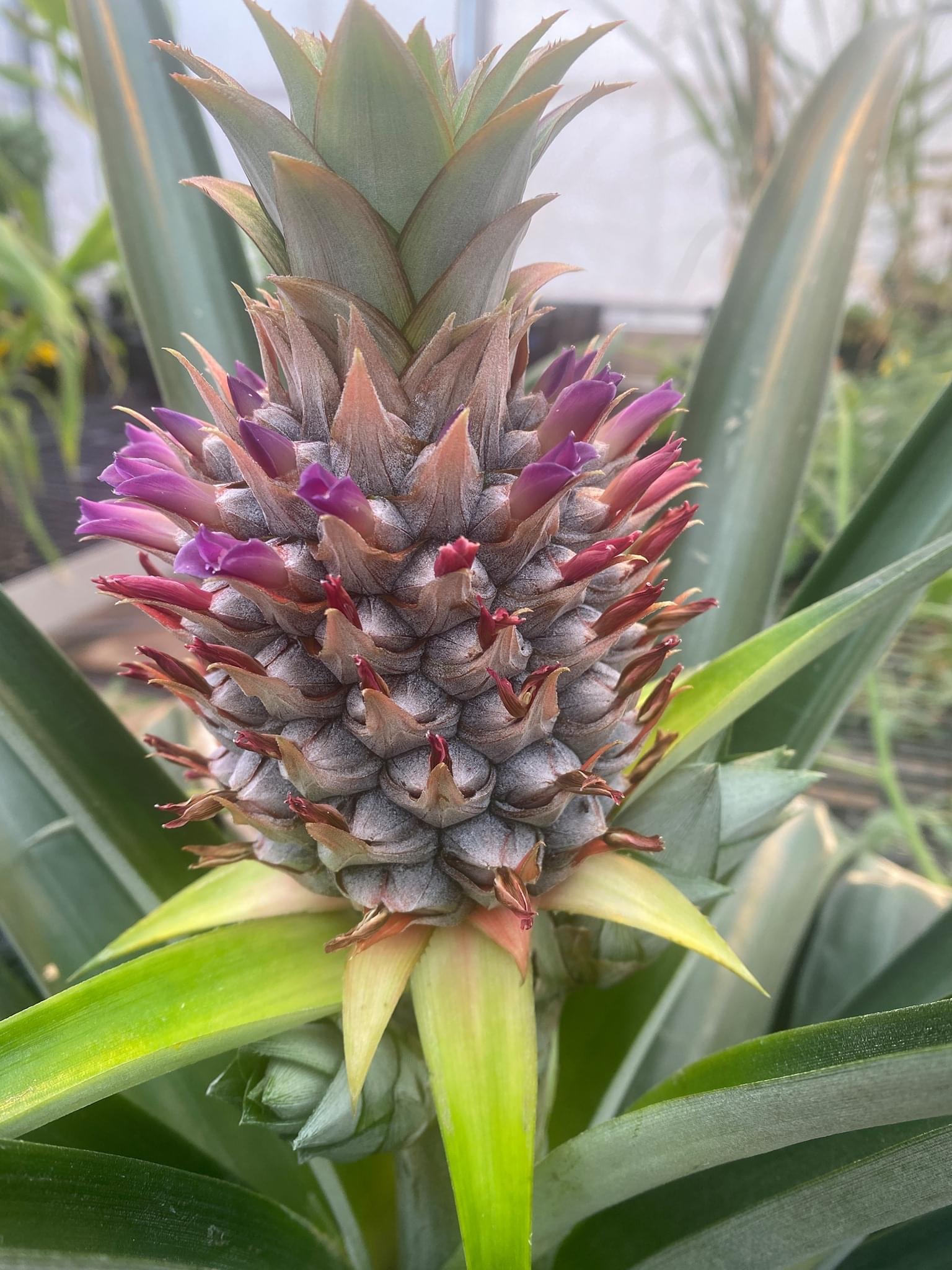 Harvested pineapples and their spiky leaves growing out of the top.