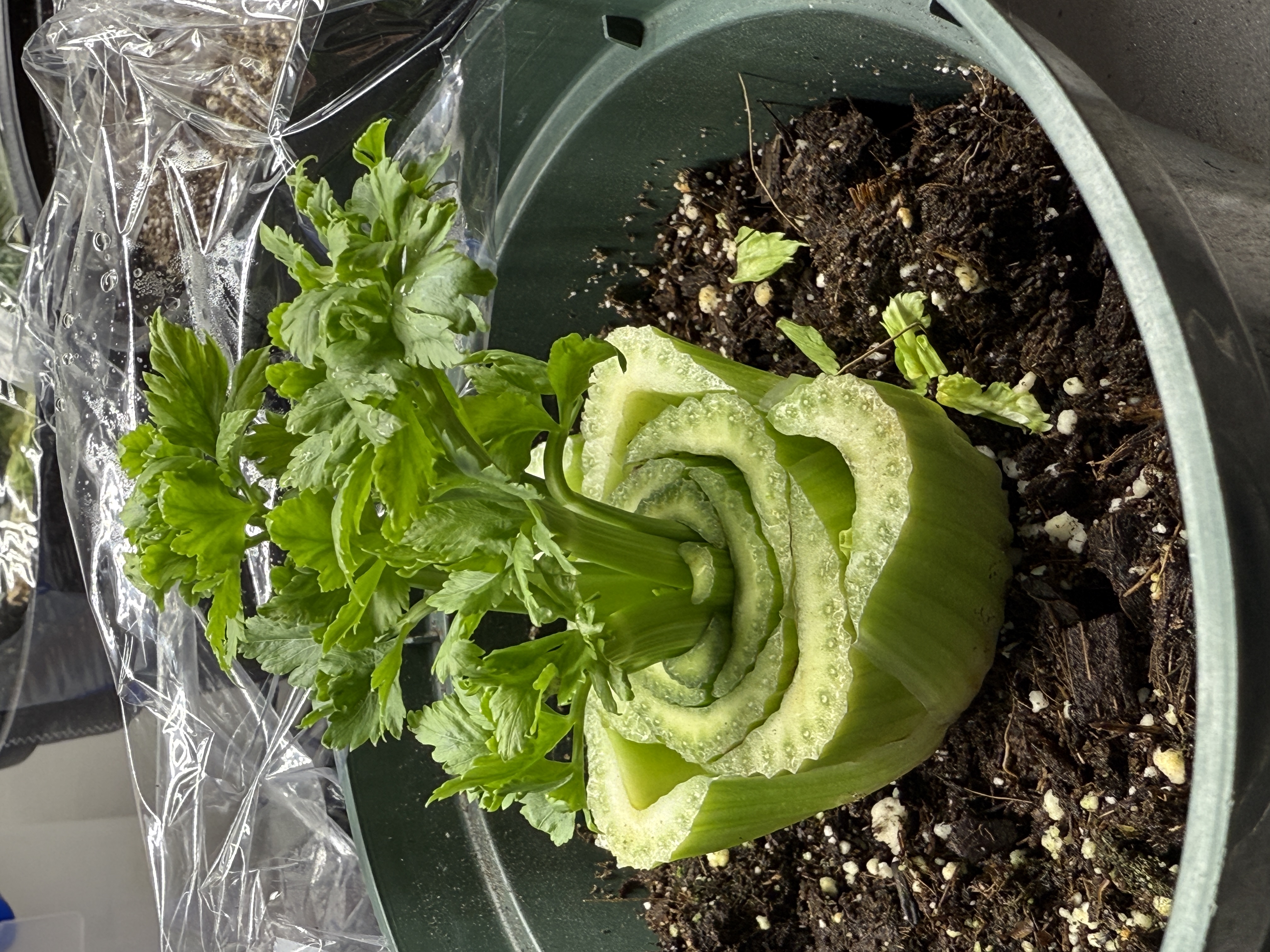 A green pot with brown soil in it and a stalk of celery on top as new celery grows.