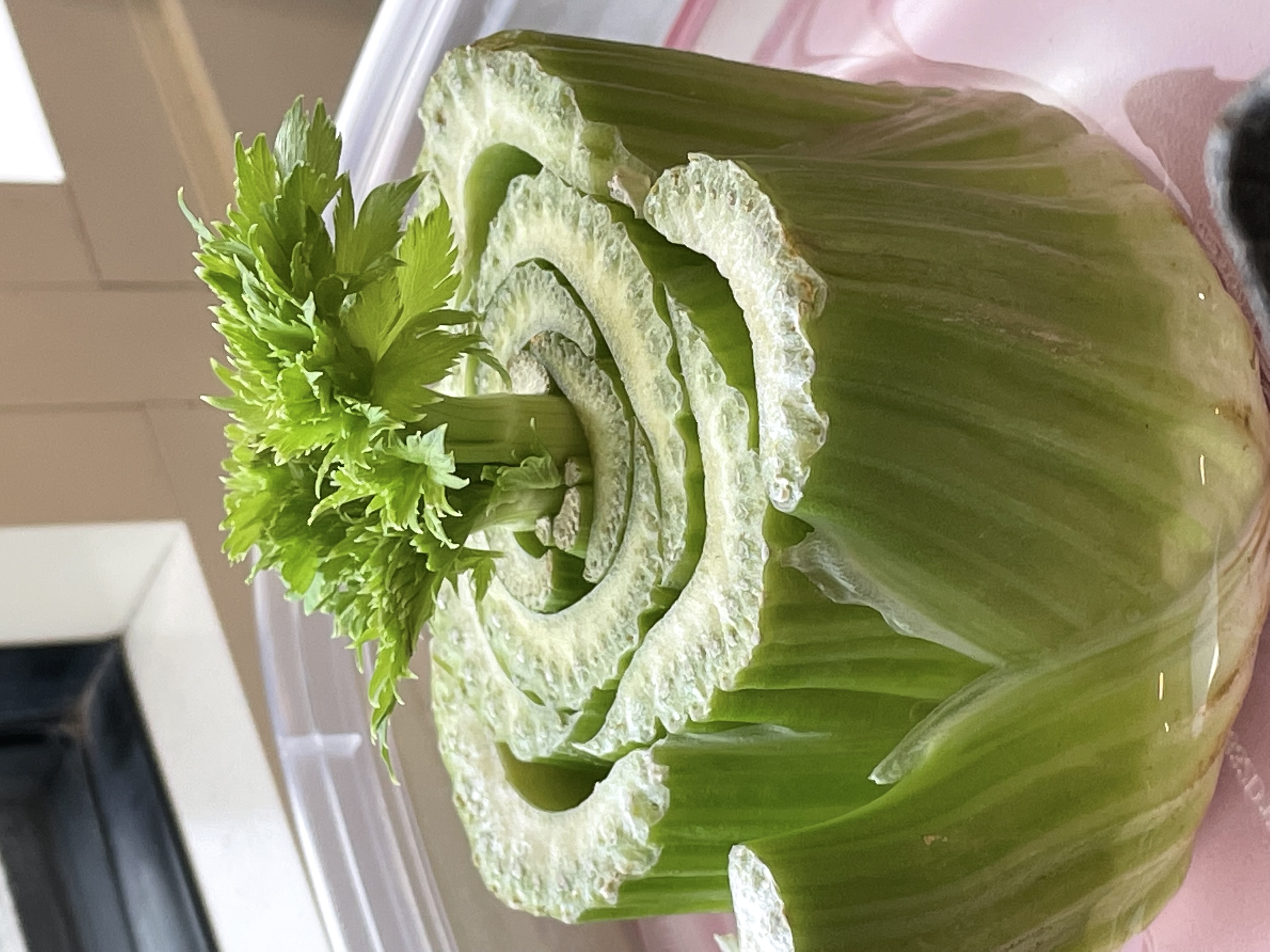 A green stalk of celery with a small sprout on top as it re-grows within a dish of water.