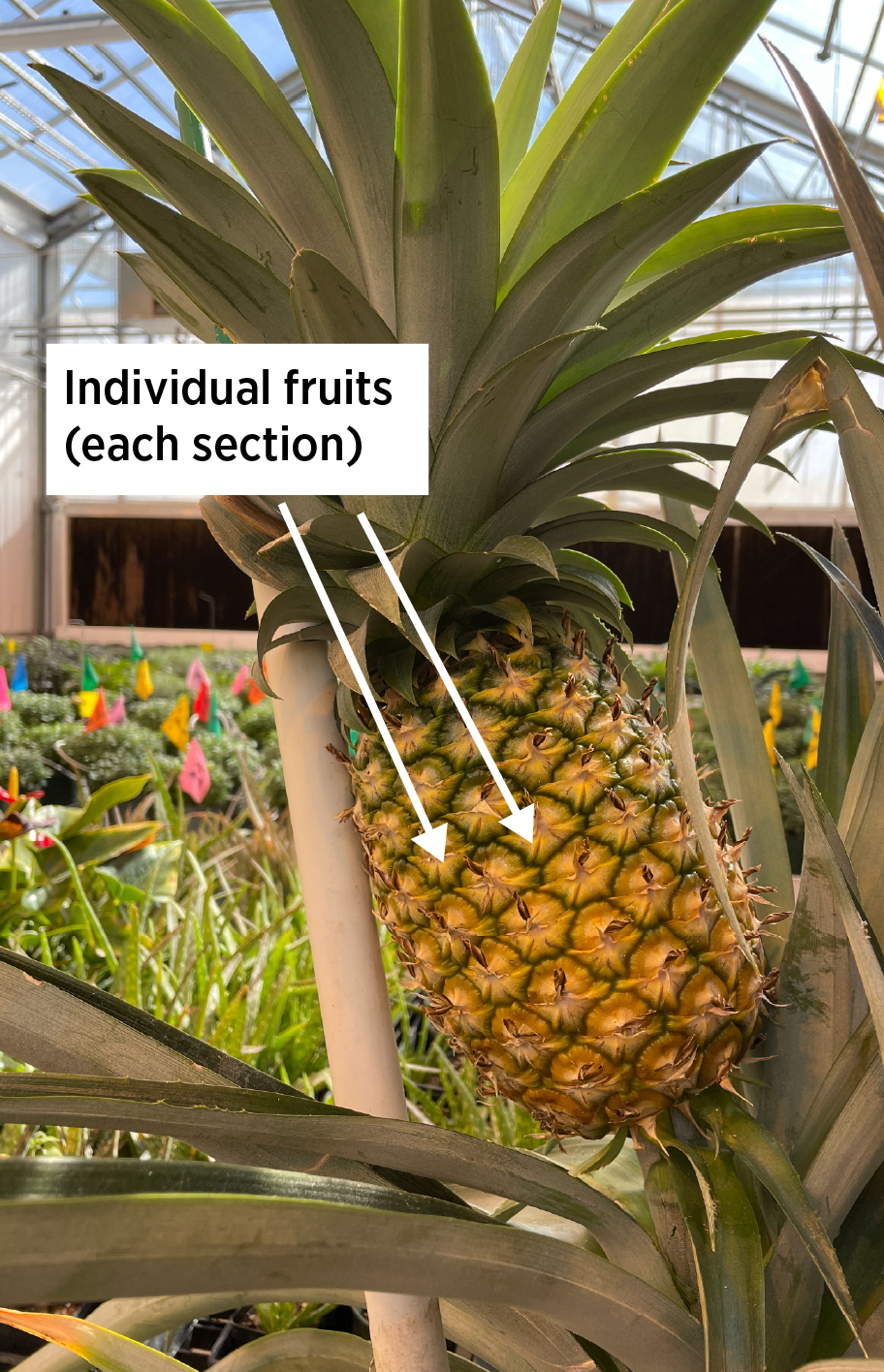 A yellow pineapple with green spiky leaves on top and two white arrows pointing to the fruit that says 
