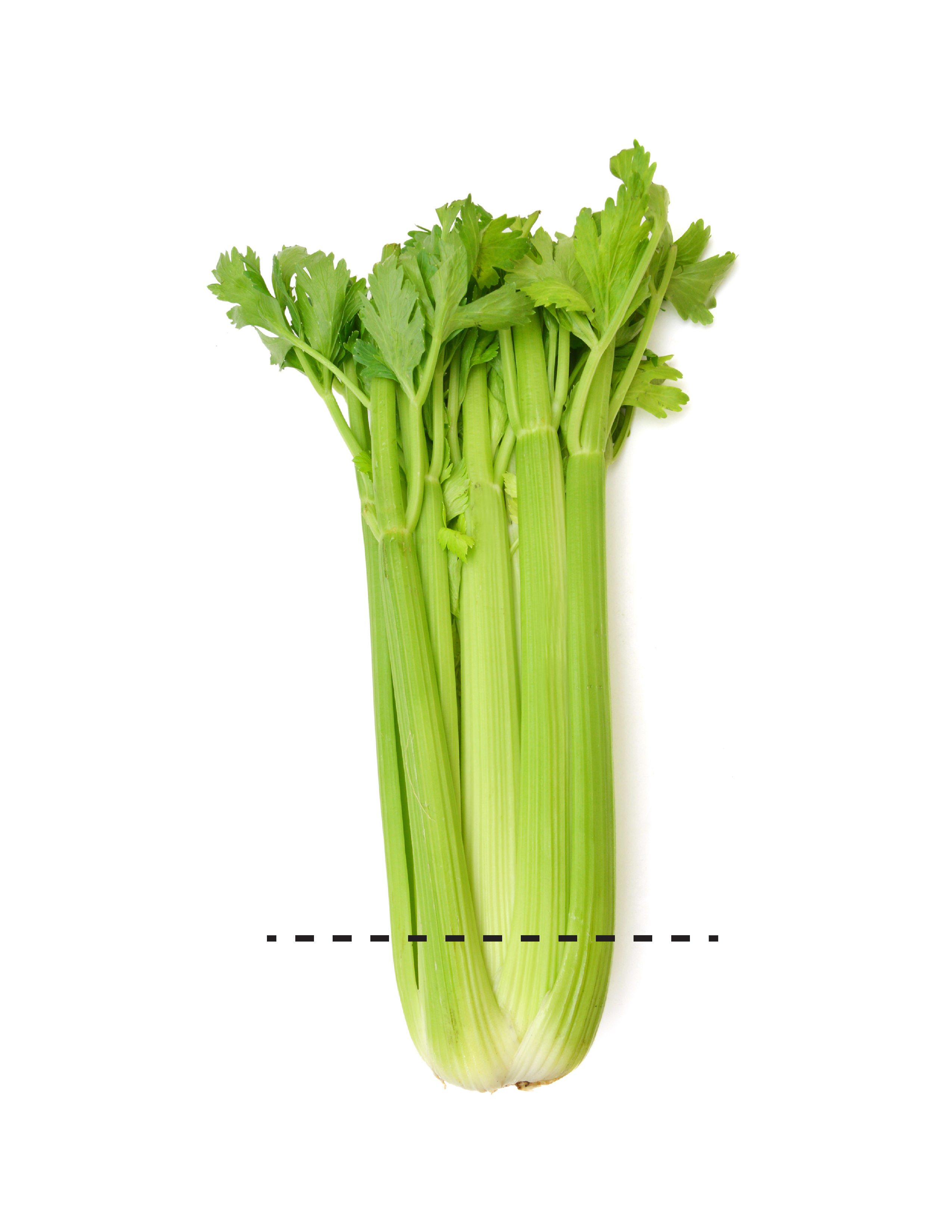 A stalk of green celery with a black dotted line on the bottom, indicating where to cut the celery.