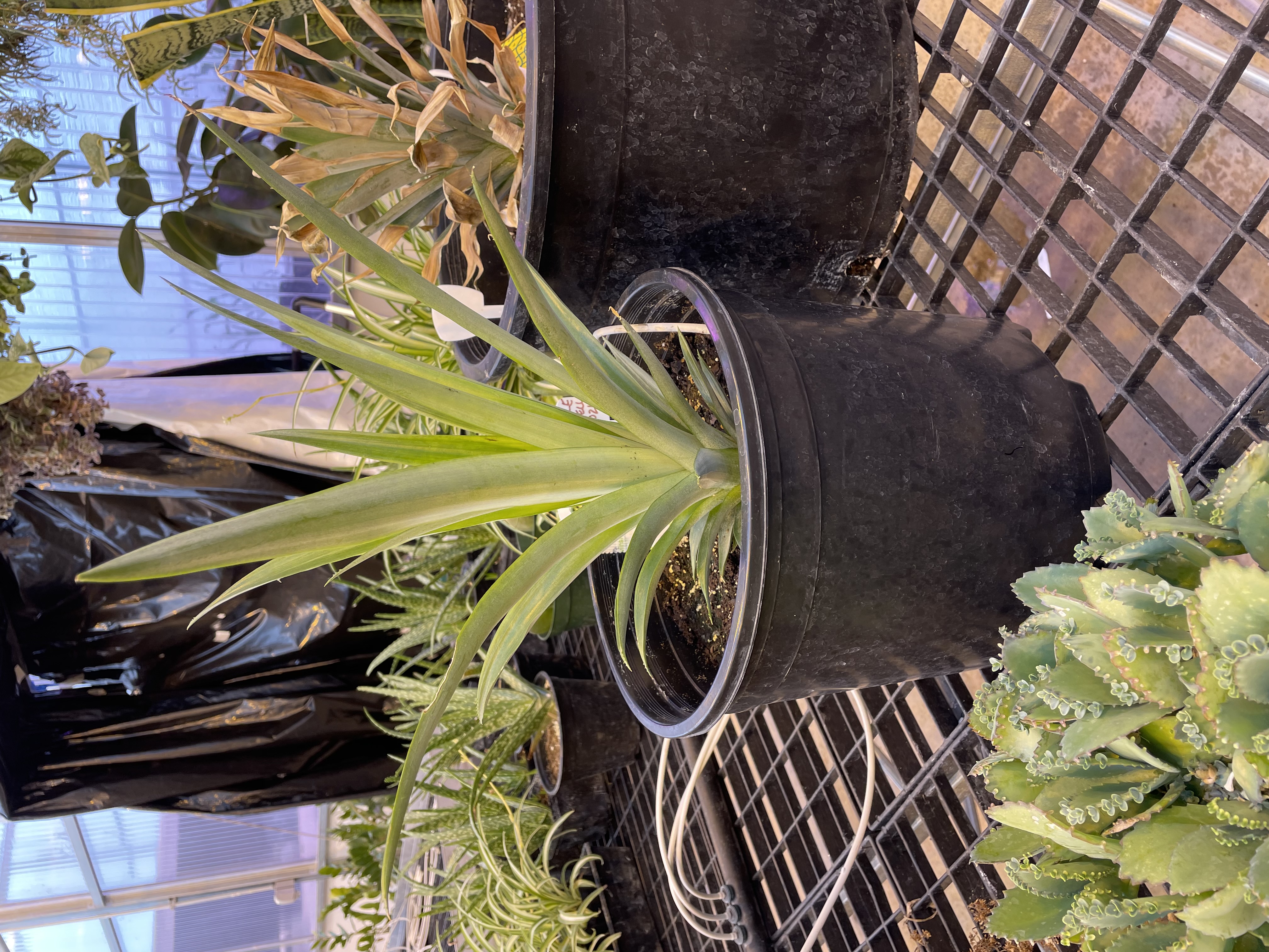A bunch of black pots with soil inside of them as pineapples begin to grow.