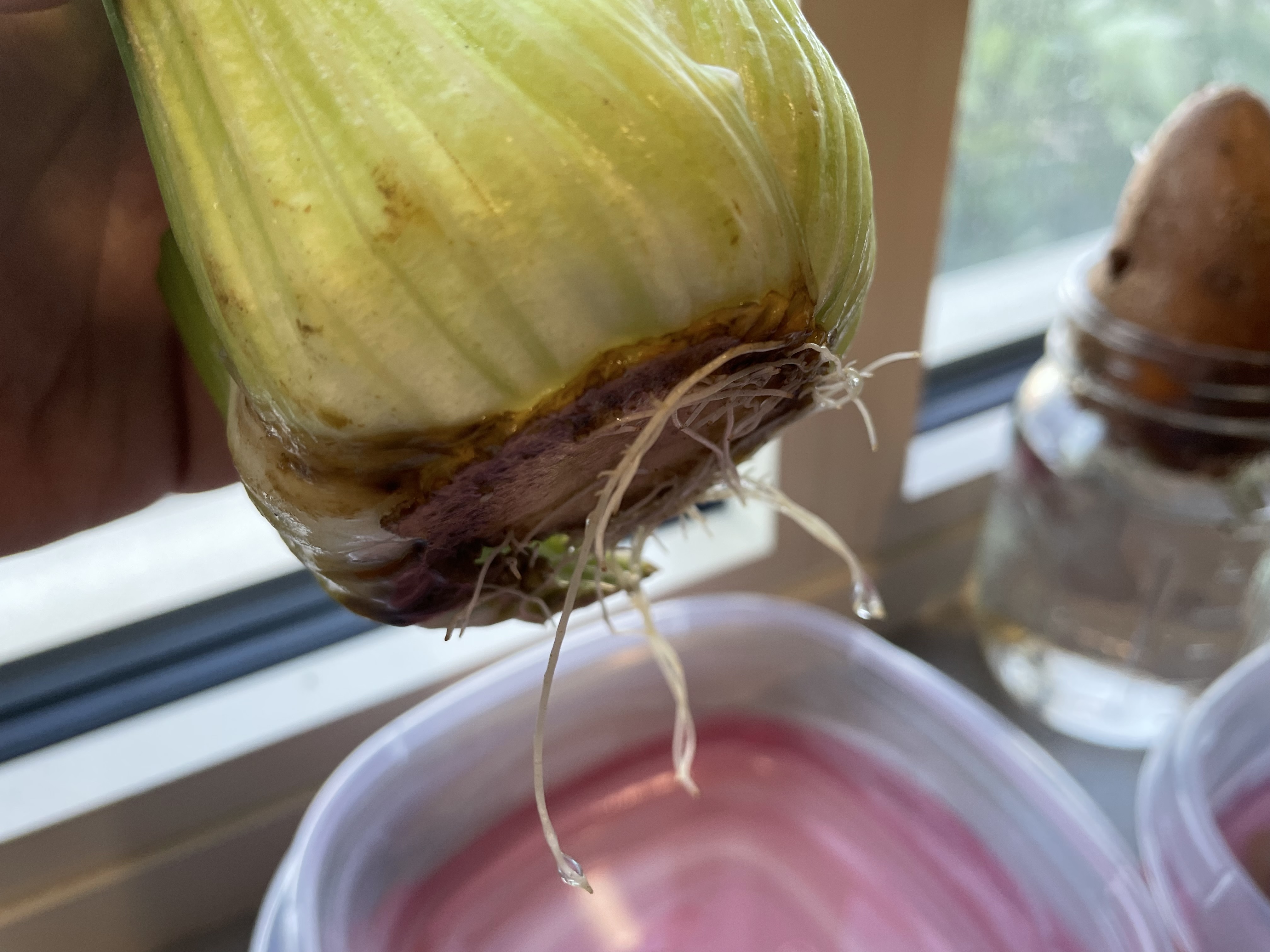 The bottom of a celery stalk that is brown from the soil and hs water dripping from it into a plastic tupperware.