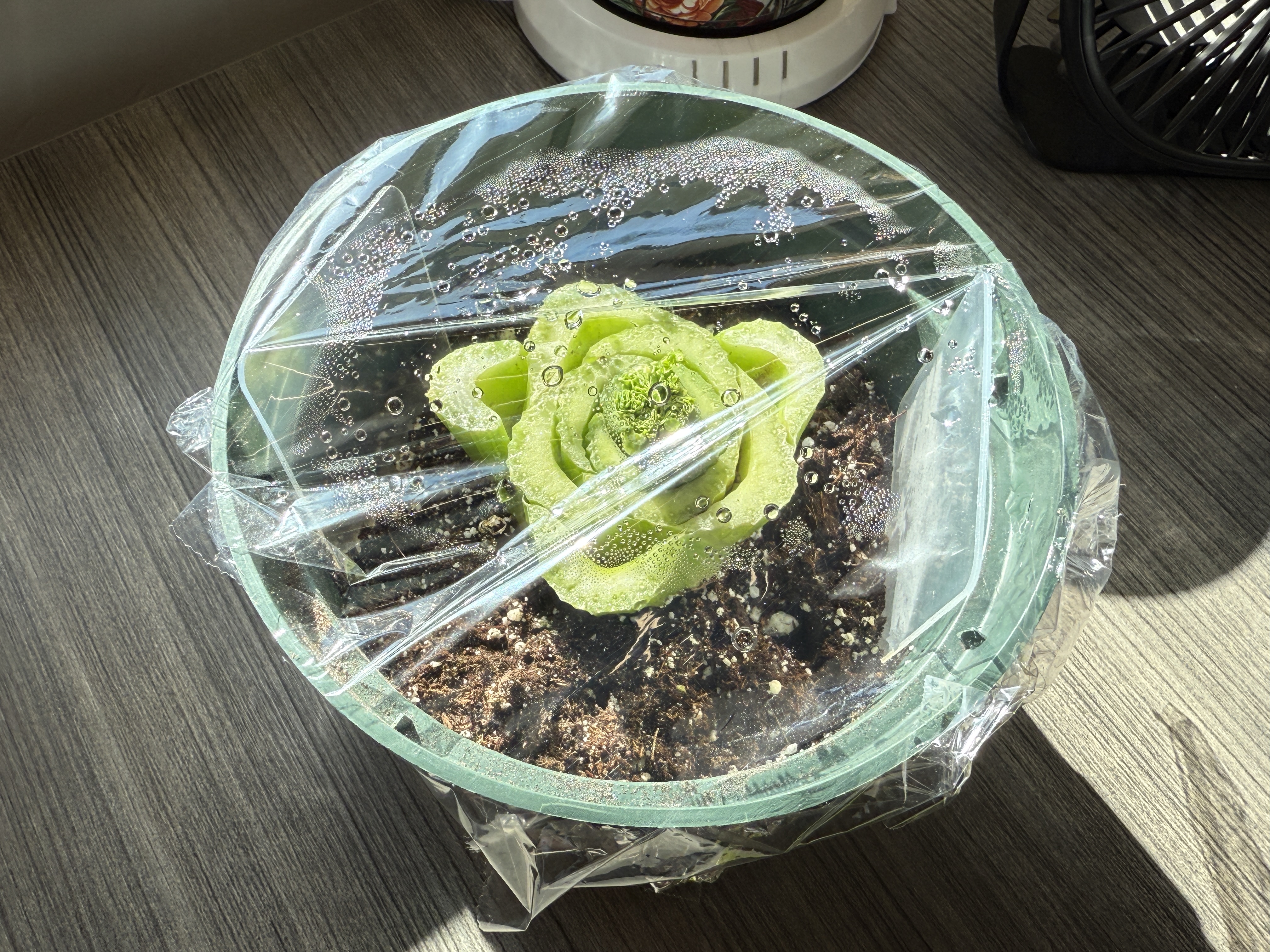 A green pot of soil with a small celery plant growing out, covered by plastic wrap to retain moisture.