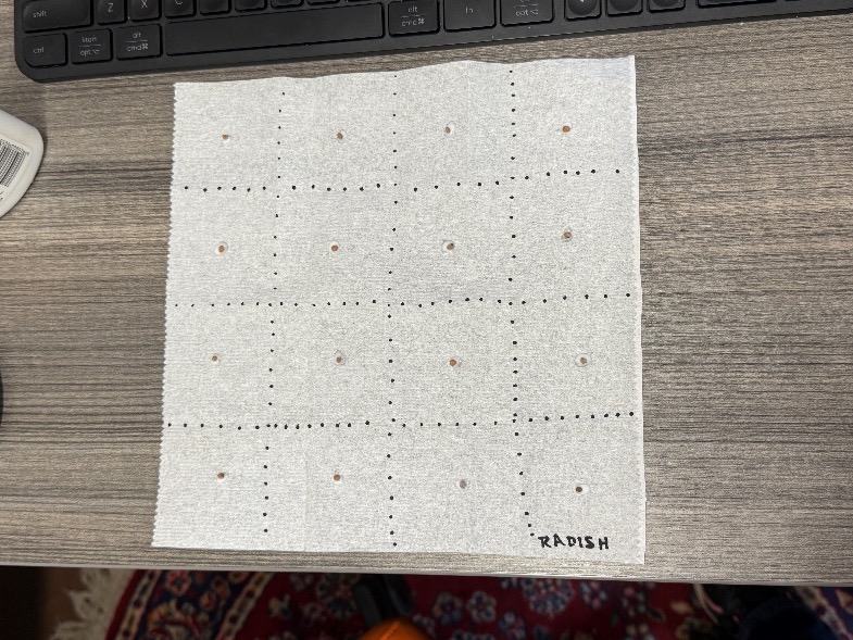 A radish plot drawn on a piece of paper showing 16 squares, four rows with four squares, with a dot in the center of each square.