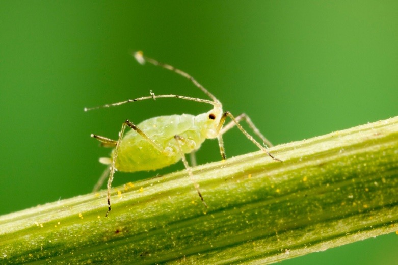 An aphid standing on part of a leaf.