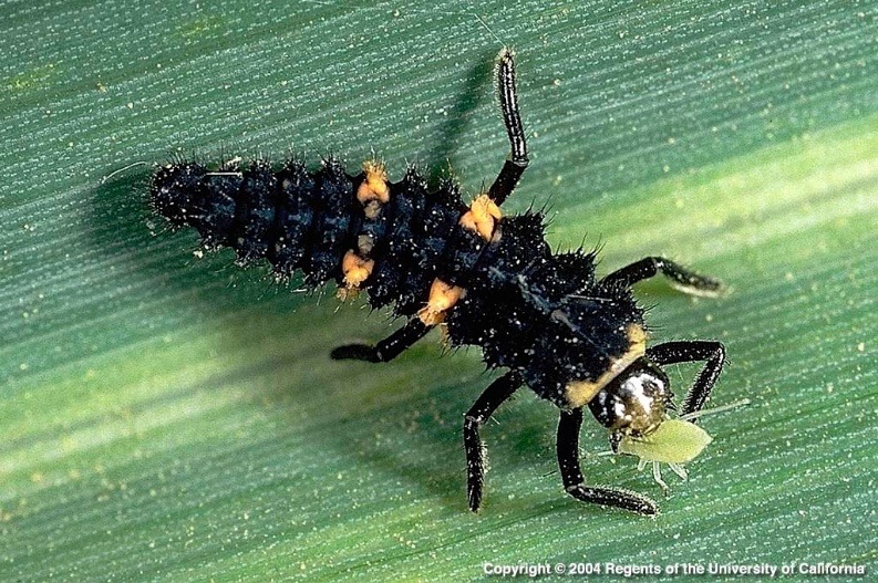 A ladybug larvae with an aphid in its mouth while on a leaf.