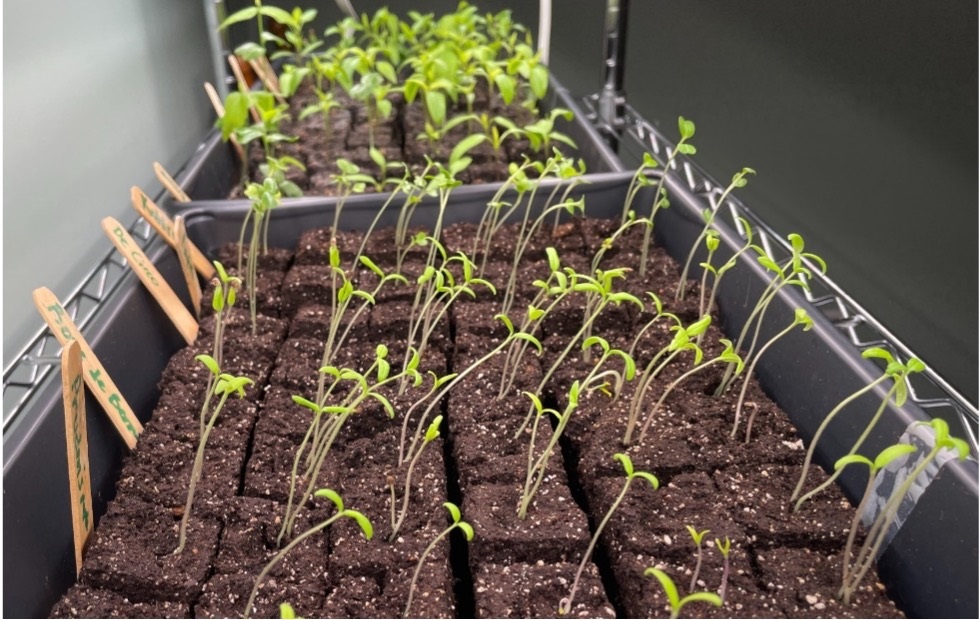 A growing tray filled with long, spindly seedlings, commonly referred to as "leggy."
