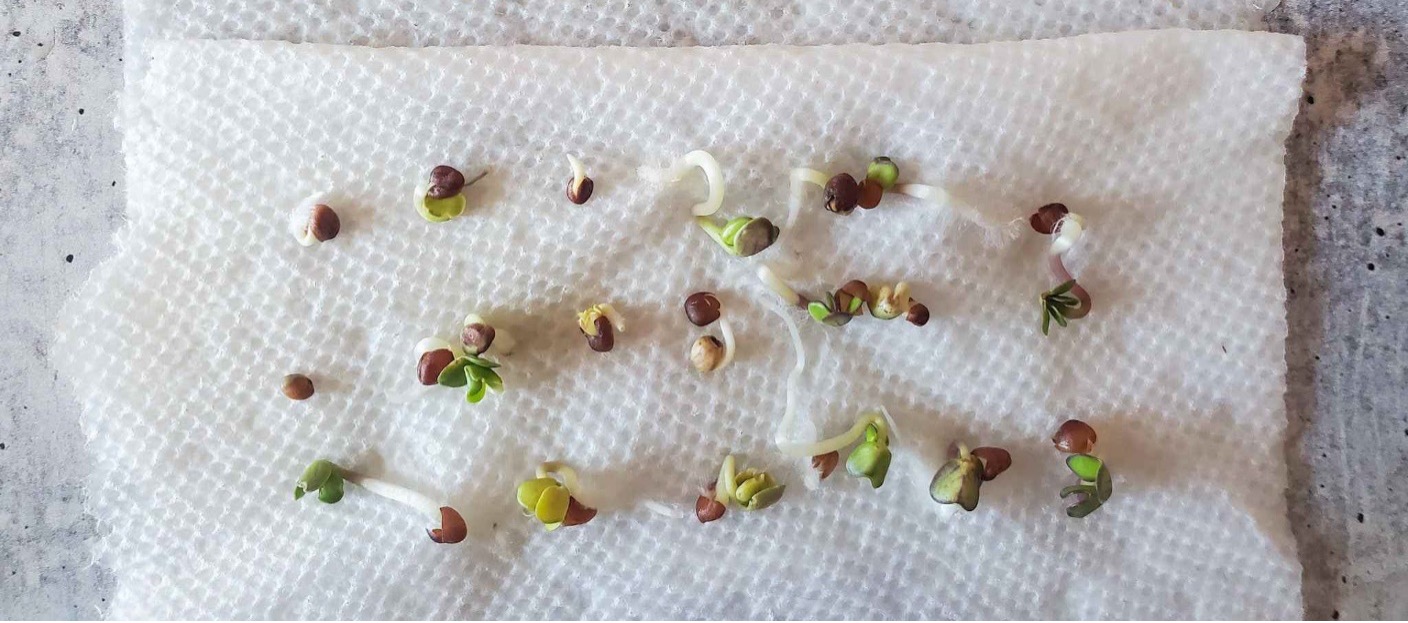 Seeds germinating on a moist paper towel, showing early sprout development.