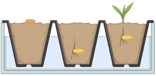 Three pots illustrate seed growth: the first with seeds too shallow, which dried out; the second with seeds too deep, unable to reach the surface; and the third with seeds at the correct depth, successfully sprouting leaves.