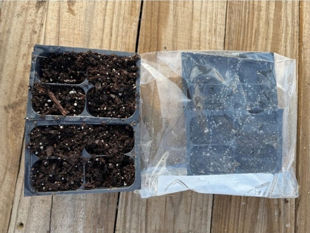 A bag traps moisture to create a humid environment for seed starting.