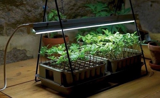 Grow lights illuminate plants to encourage healthy growth.