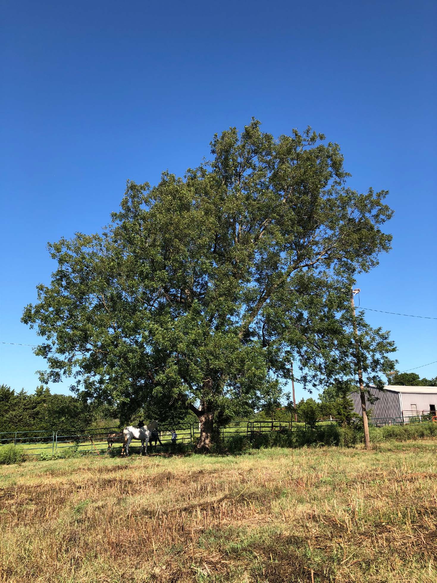 Wide shot of pecan tree in Oklahoma. 