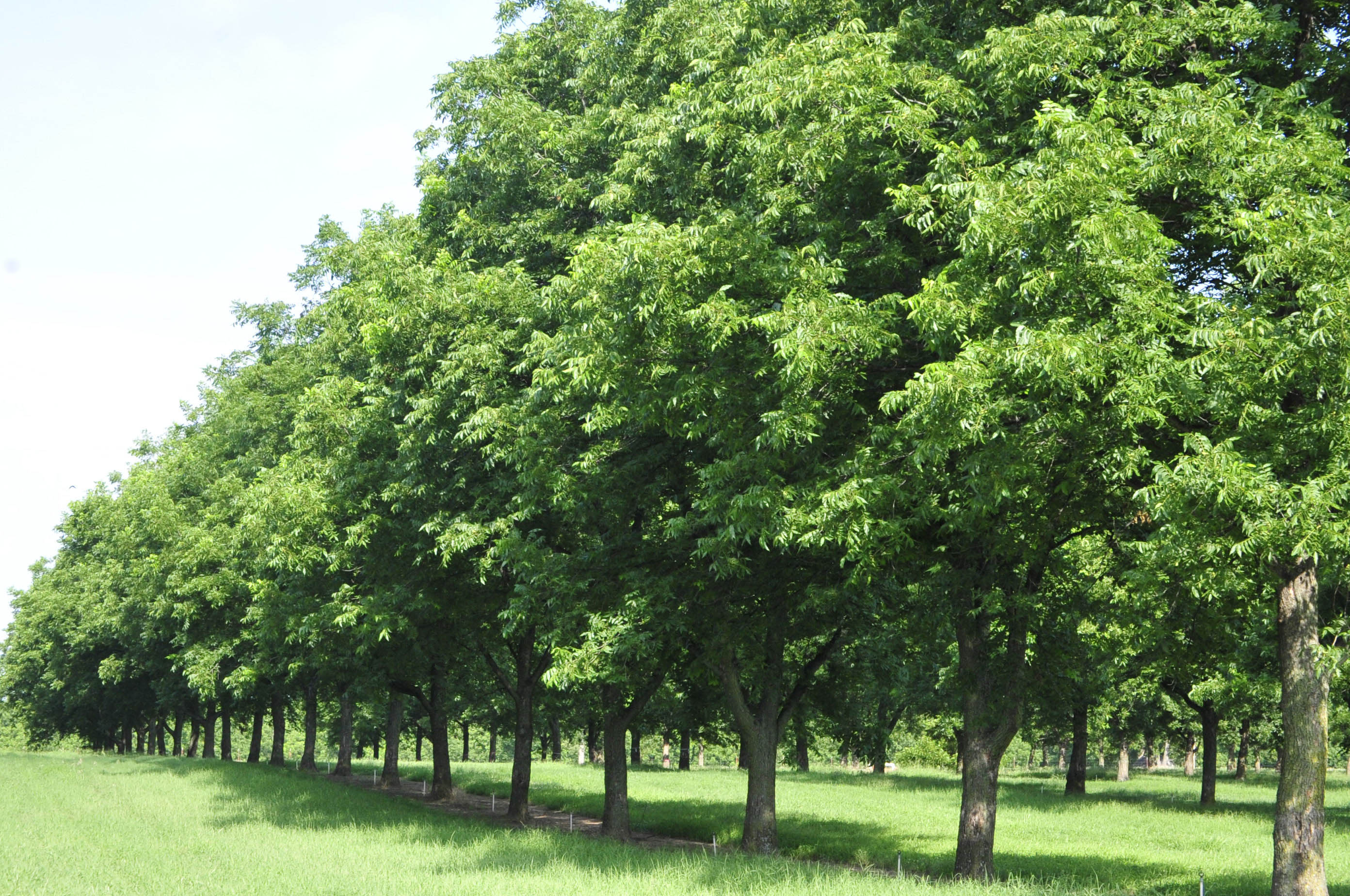 A cluster of pecan trees. 