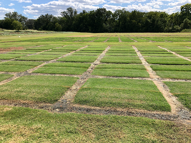 Zoysia vs. St. Augustine Turf Wars, Sod University