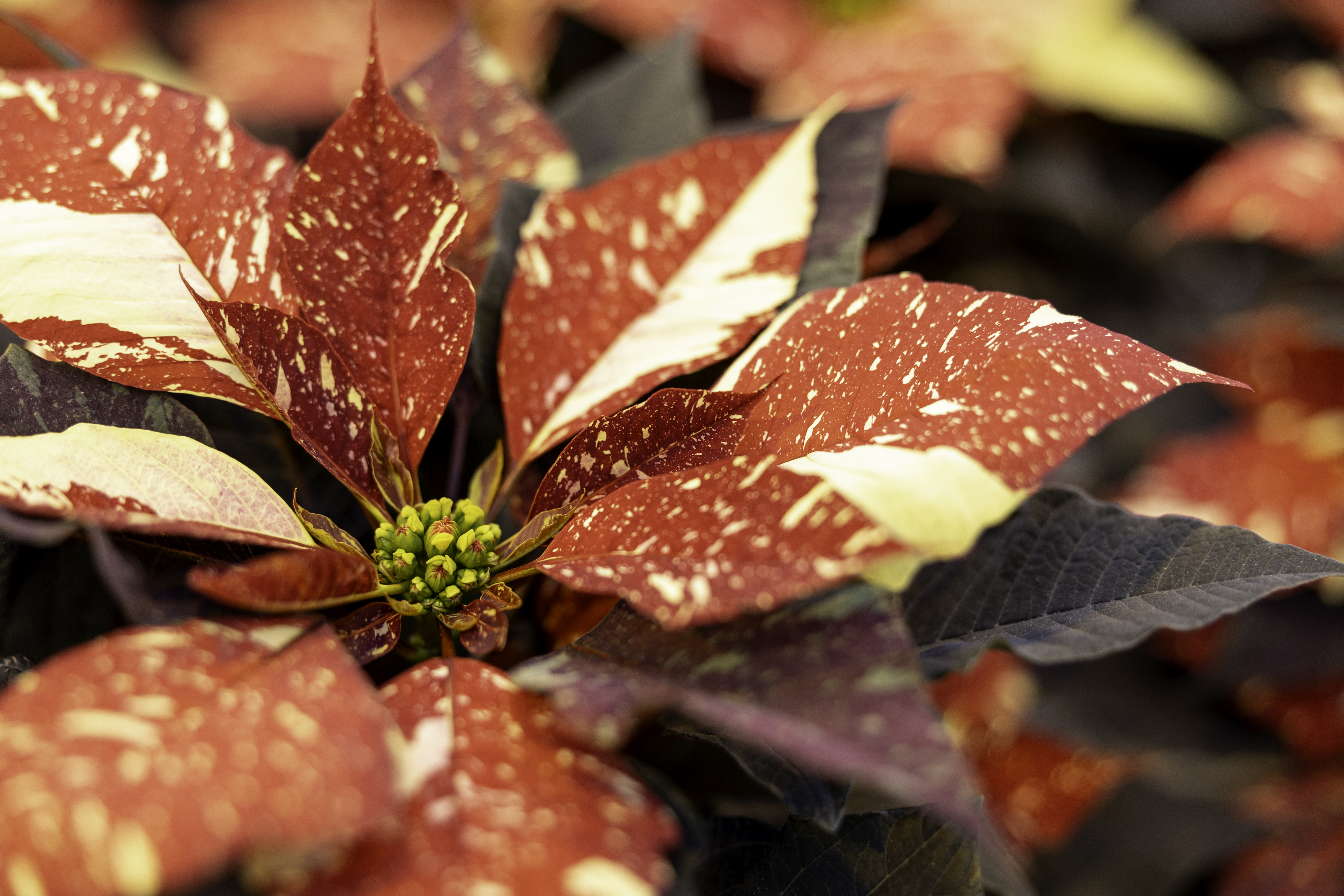 figure-two.jpg A red poinsettia leaf with white spots on it.