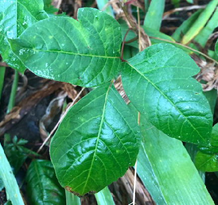 Bright green poison ivy in the summer with 3 leaves with lobed edge leaves.