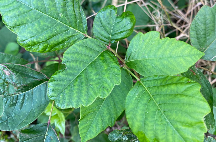 Poison oak in the summer with green leaves and lobed edge leaves.