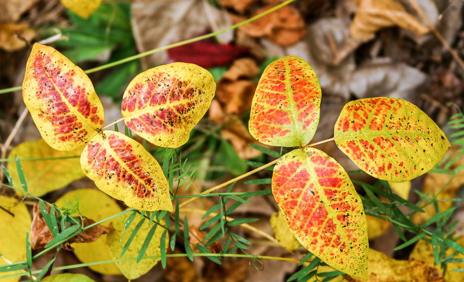 Poison ivy in the autumn with smooth edge leaves with a yellow/orange color.