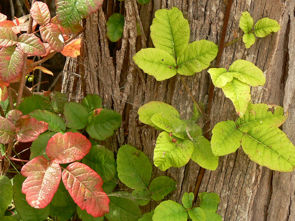 Poison oak in the autumn. The leaf colors vary from light green to vibrant red and also have lobed edge leaves. The posion oak is growing on the brown, rigid bark of a tree.