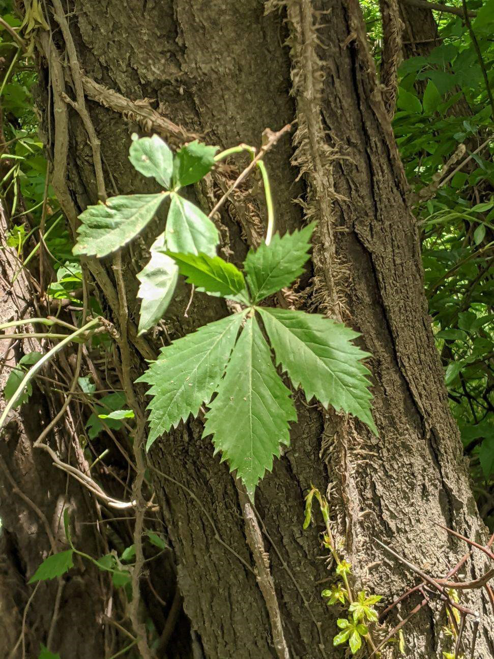 Virginia creeper with pointy, green, toothed edge leaves atop the brown bark on a tree.