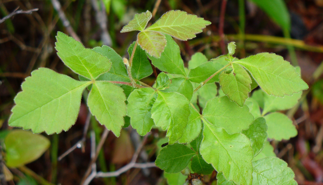 Fragrant sumac with rounded, green, toothed edge leaves.