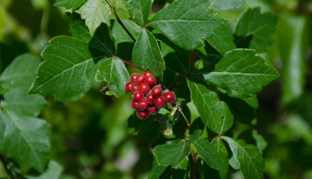 Fragrant sumac with a bunch of vibrant red berries in the center of a branch.