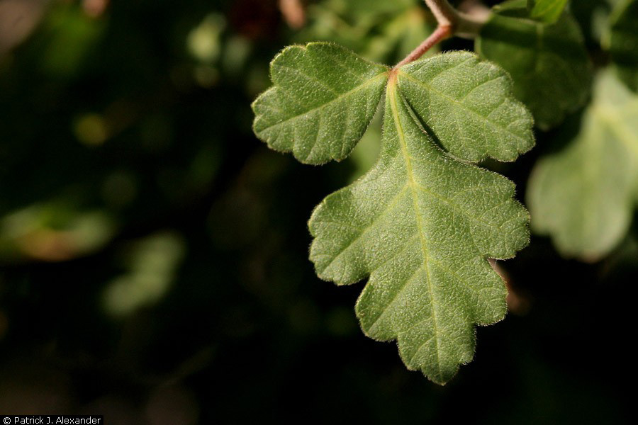 Skunkbush sumac with rounded, green, lobed edge leaves.