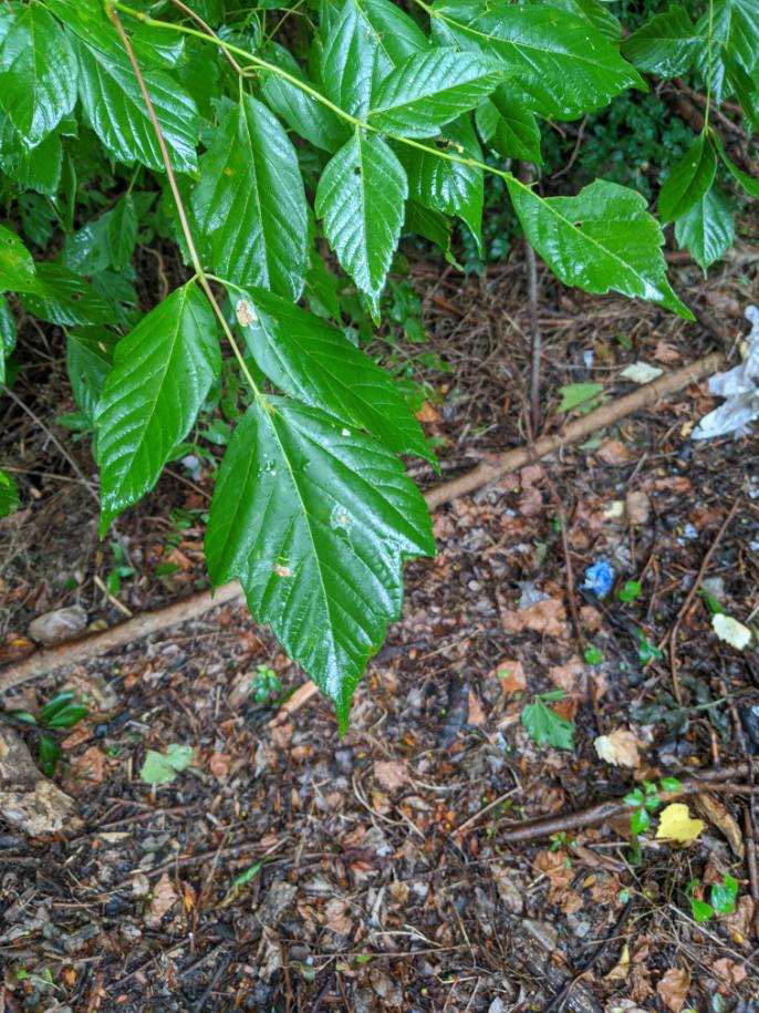Boxelder with green, toothed edge leaves.