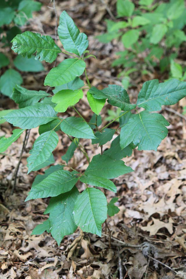 A small green poison ivy plant