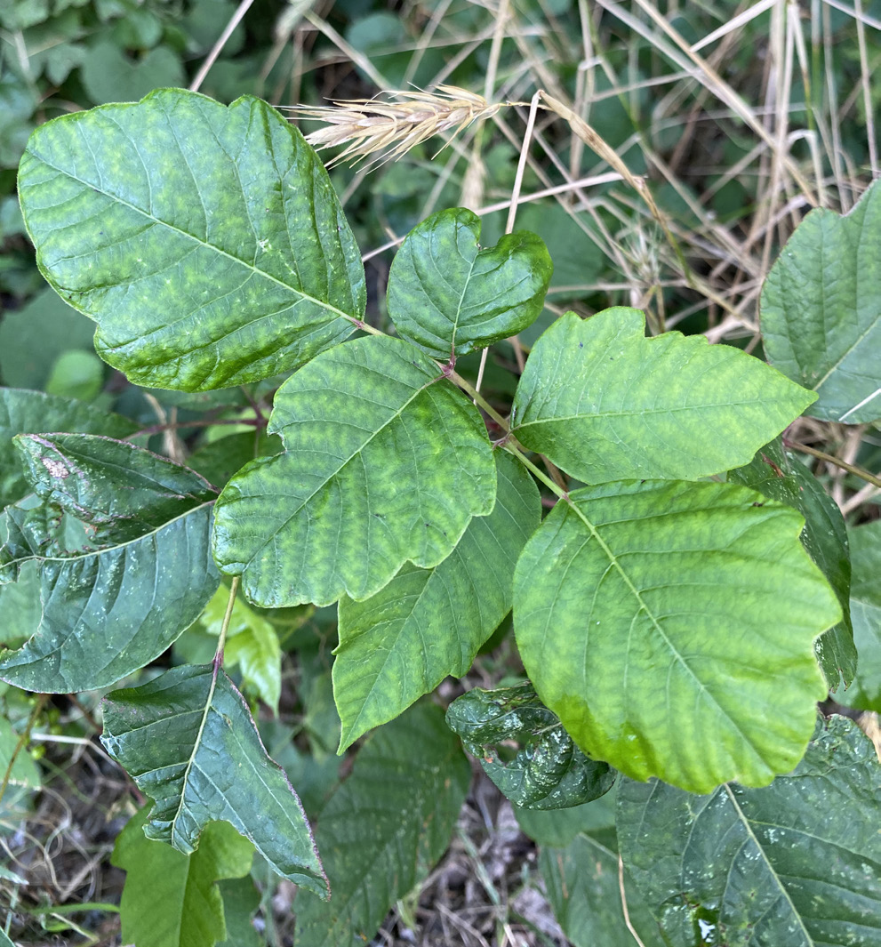 A small green poison oak plant