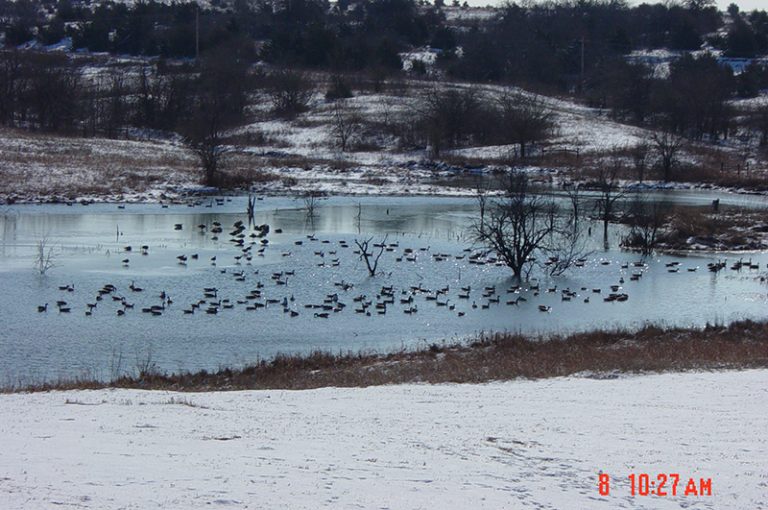Fenced ponds provide excellent habitat for fish and some wildlife species such as waterfowl.