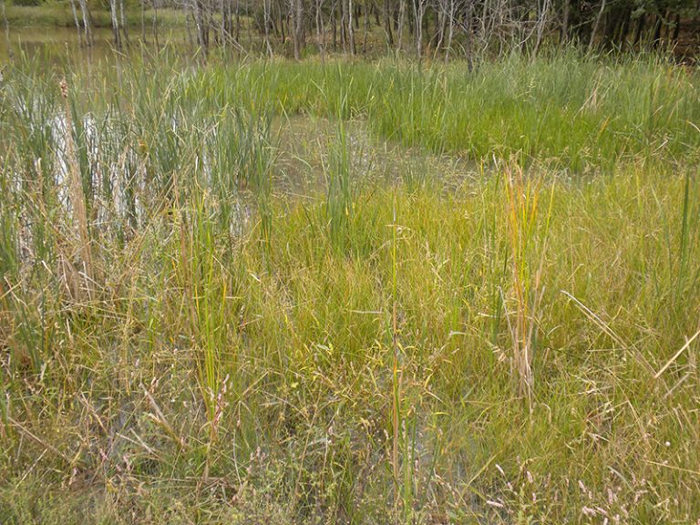 Ungrazed vegetation around a pond.