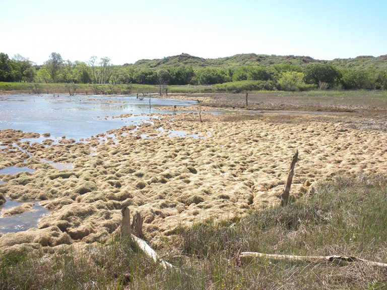 A muddy pond.
