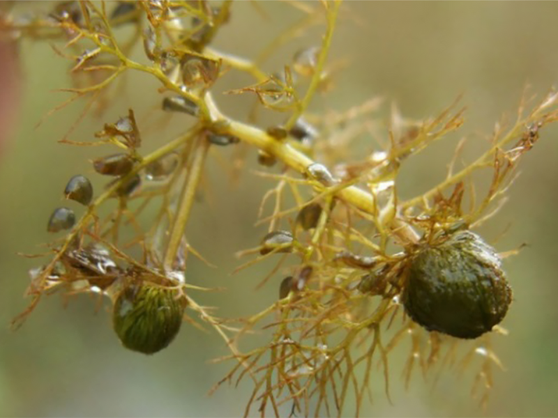 Close up of two spherical green winter buds on a bladderwort plant.