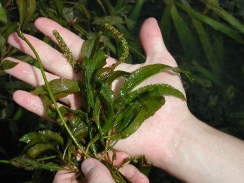 Wet Illinois Pondweed leaves and stems being held in a hands.