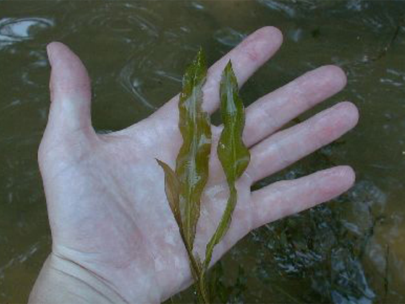 Three wavy wet leaves held in a human hand.