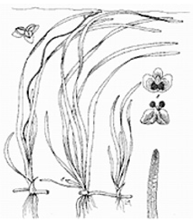 Diagram of Eelgrass showcasing the long skinny wavy leaves, root structure, and small three leaved blooms.
