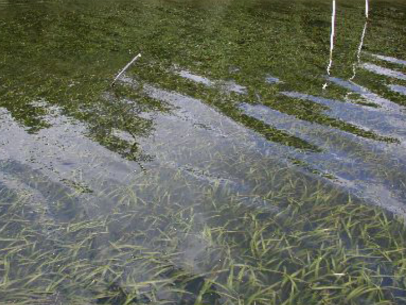 A pond full of eelgrass with many long thin leaves swaying in the waves beneath the ponds surface.