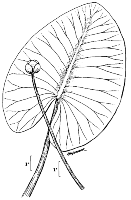Illustration of a Spatter dock leave that is shaped like a round upside down heart and a small bloom laying across the top of it.