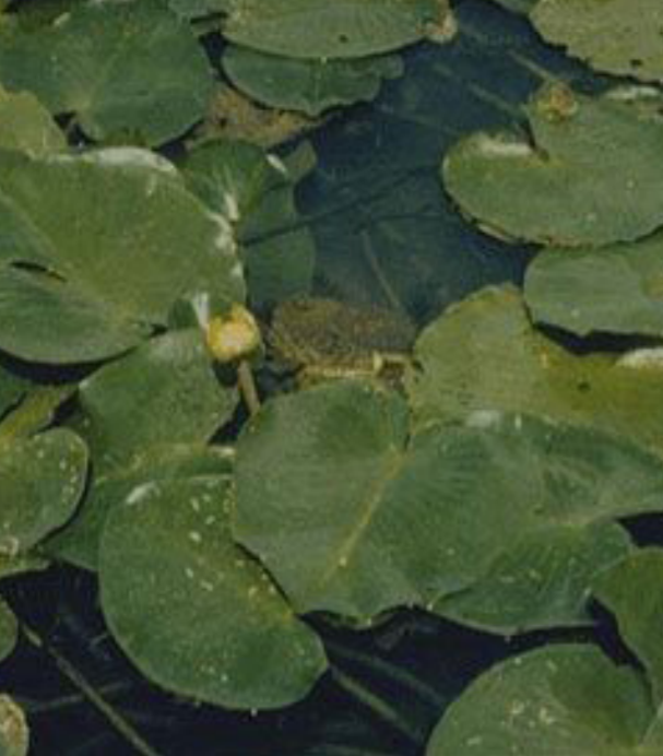 Many slightly heart shaped green Spatterdock leaves with a waxy texture on top of one another.
