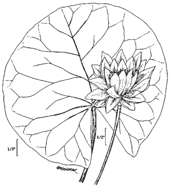 Illustration of a Spatter dock leave that is shaped like a round upside down heart and a small bloom laying across the top of it.