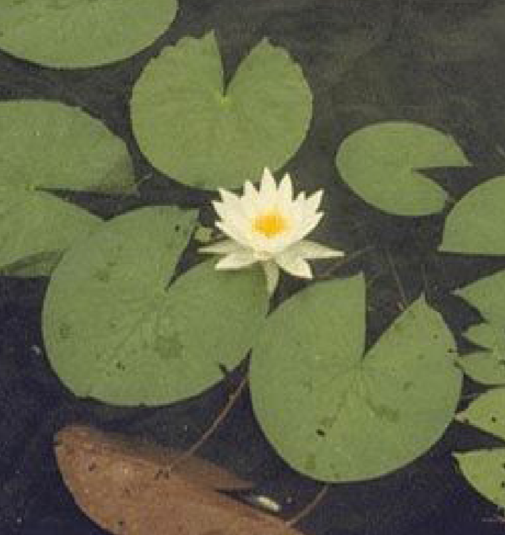 Several green waterlilies on the surface of a pond with a flower that has white petals and a yellow center floating in the middle of them.