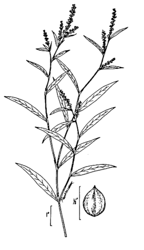 An illustration of smartweed that shows the thin stem of the plant with thin pointed leaves going up it, and ends with small bloom/buds on the tips of the plant. Also shows a Smartweed seed that is shaped like a teardrop.