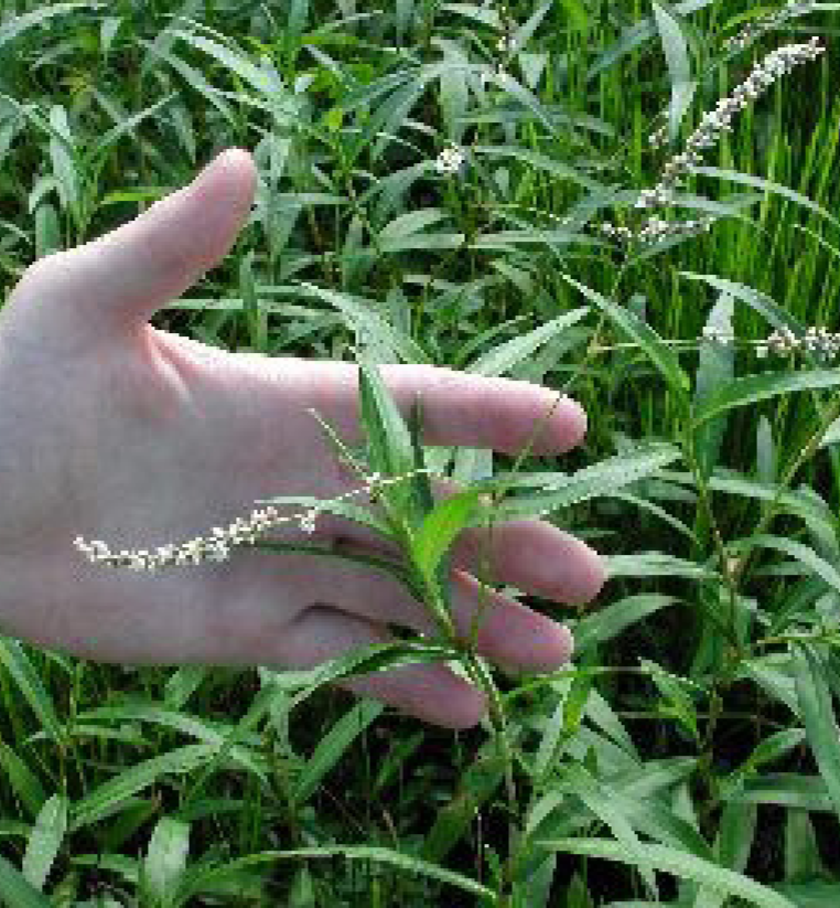 Smartweed leaves and with small white blooms being held up in a hand.