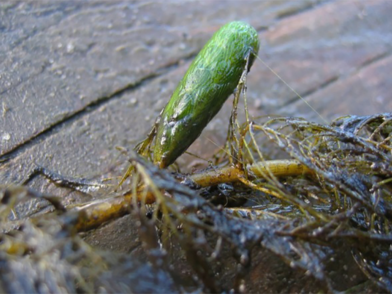 Close up of a long green winterbud on a milfoil plant.